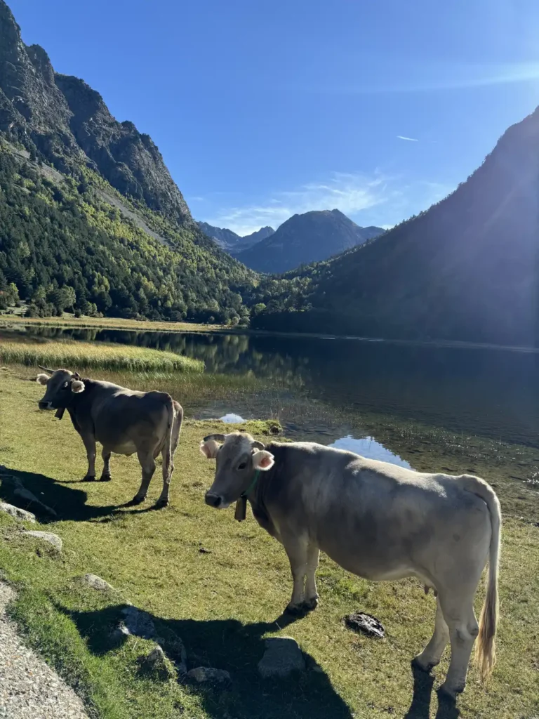vacas en la Vall de BoÍ